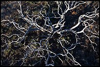 Manzanita skeleton, Hetch Hetchy Valley. Yosemite National Park, California, USA. (color)