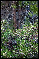 Manzanita in bloom, pine tree, and rock. Yosemite National Park, California, USA.