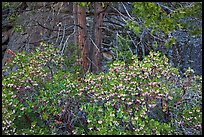 Manzanita with flowers, pine tree, and rock. Yosemite National Park, California, USA.