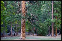 Lodgepole pine and forest. Yosemite National Park, California, USA.