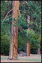 Lodgepole pines. Yosemite National Park ( color)