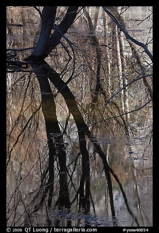 Willows reflected in Merced River. Yosemite National Park (color)