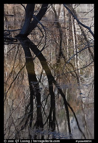 Willows reflected in Merced River. Yosemite National Park, California, USA.