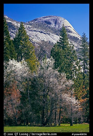 Apple tree in bloom and North Dome. Yosemite National Park (color)