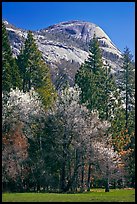 Apple tree in bloom and North Dome. Yosemite National Park, California, USA.