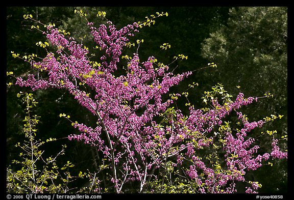 Redbud tree in bloom, Lower Merced Canyon. Yosemite National Park, California, USA.