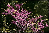 Redbud tree in bloom, Lower Merced Canyon. Yosemite National Park, California, USA.