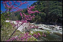 Redbud in bloom and Merced River, Lower Merced Canyon. Yosemite National Park, California, USA. (color)