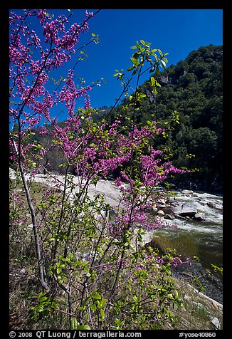 Redbud tree and Merced River, Lower Merced Canyon. Yosemite National Park, California, USA.