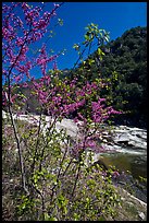 Redbud tree and Merced River, Lower Merced Canyon. Yosemite National Park, California, USA.