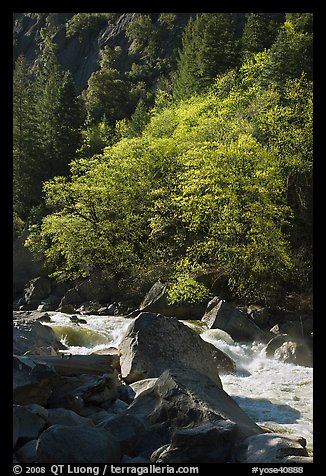 Tree recently leafed out and Merced River. Yosemite National Park, California, USA.