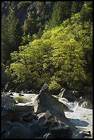 Tree recently leafed out and Merced River. Yosemite National Park ( color)