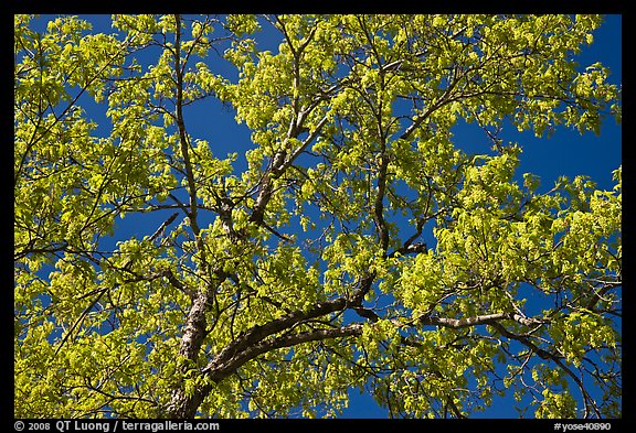 Picture/Photo: Branches with spring leaves against sky. Yosemite ...