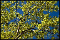 Branches with spring leaves against sky. Yosemite National Park, California, USA. (color)