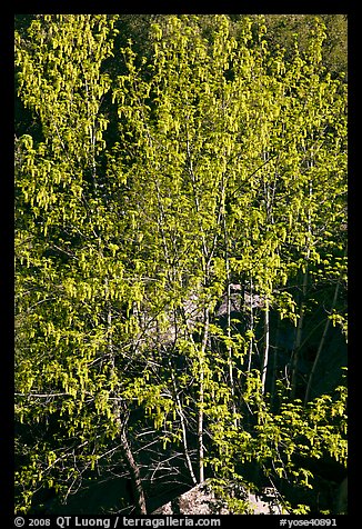 Tree in early spring. Yosemite National Park (color)