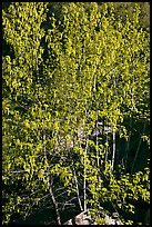 Tree in early spring. Yosemite National Park, California, USA. (color)