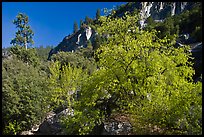 Tree in cliffs, early spring, Lower Merced Canyon. Yosemite National Park, California, USA.