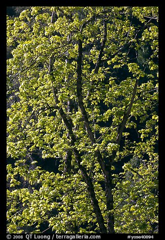 New leaves on tree, Lower Merced Canyon. Yosemite National Park, California, USA.