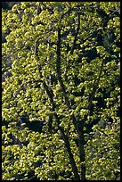 New leaves on tree, Lower Merced Canyon. Yosemite National Park, California, USA.