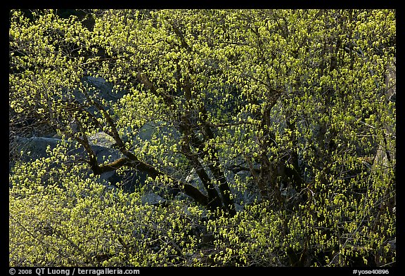 Tree in early spring with tender green. Yosemite National Park, California, USA.