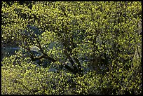 Tree in early spring with tender green. Yosemite National Park ( color)