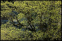 Tree in early spring with tender green. Yosemite National Park, California, USA.