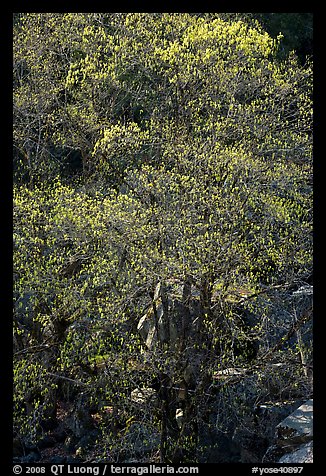 Tree and rocks, early spring. Yosemite National Park, California, USA.