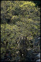 Tree and rocks, early spring. Yosemite National Park, California, USA.