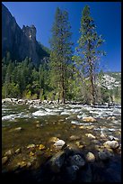 Rostrum, tall trees, and Merced River. Yosemite National Park, California, USA.