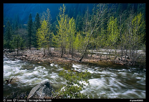 Newly leafed trees on island and Merced River, Lower Merced Canyon. Yosemite National Park, California, USA.