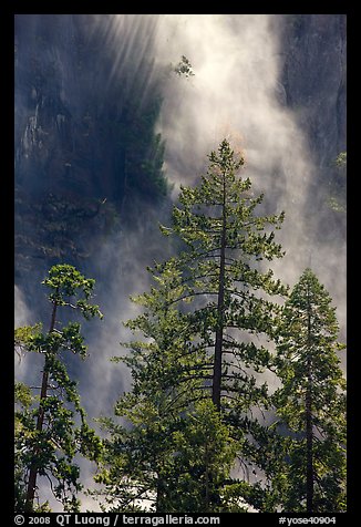 Trees and falling water, Bridalveil falls. Yosemite National Park, California, USA.