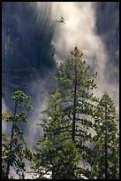 Trees and falling water, Bridalveil falls. Yosemite National Park, California, USA. (color)