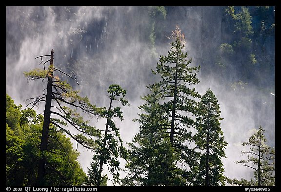 Trees and mist from Bridalveil falls. Yosemite National Park, California, USA.