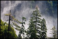 Trees and mist from Bridalveil falls. Yosemite National Park, California, USA.