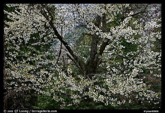 Tree in bloom. Yosemite National Park (color)