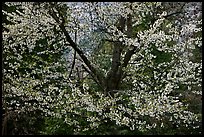 Tree in bloom. Yosemite National Park, California, USA.