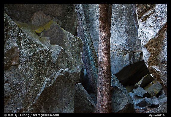 Tree and boulders. Yosemite National Park (color)