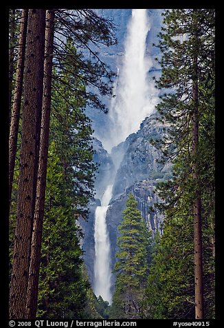 Upper and Lower Yosemite Falls framed by pine trees. Yosemite National Park (color)