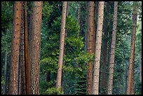 Pine forest. Yosemite National Park, California, USA. (color)