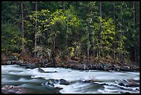 Trees in spring along the Merced River. Yosemite National Park, California, USA.