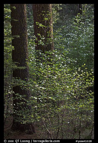 Pine trees and dogwoods, late afternoon, Tuolumne Grove. Yosemite National Park, California, USA.