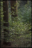 Pine trees and dogwoods, late afternoon, Tuolumne Grove. Yosemite National Park, California, USA. (color)