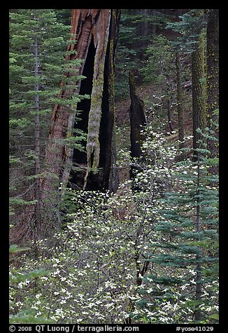 Dogwood and hollowed sequoia trunk, Tuolumne Grove. Yosemite National Park, California, USA.