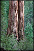 Twin sequoia truncs in the spring, Tuolumne Grove. Yosemite National Park, California, USA.