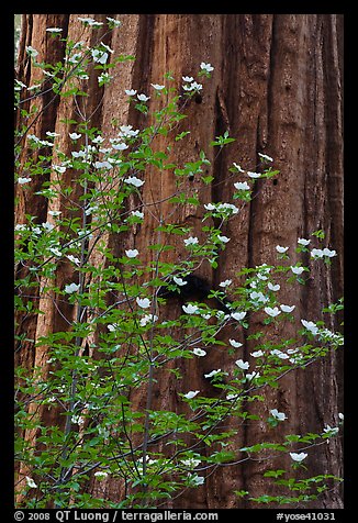 Dogwood flowers and trunk of sequoia tree, Tuolumne Grove. Yosemite National Park (color)