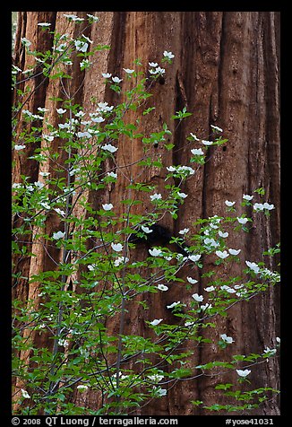 Dogwood flowers and trunk of sequoia tree, Tuolumne Grove. Yosemite National Park, California, USA.