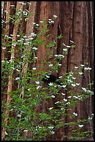 Dogwood flowers and trunk of sequoia tree, Tuolumne Grove. Yosemite National Park, California, USA. (color)