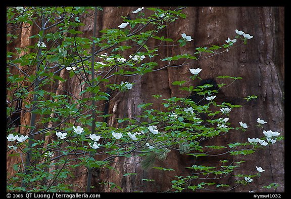 Dogwood blooms and giant sequoia tree trunk, Tuolumne Grove. Yosemite National Park, California, USA.