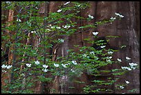 Dogwood blooms and giant sequoia tree trunk, Tuolumne Grove. Yosemite National Park, California, USA. (color)