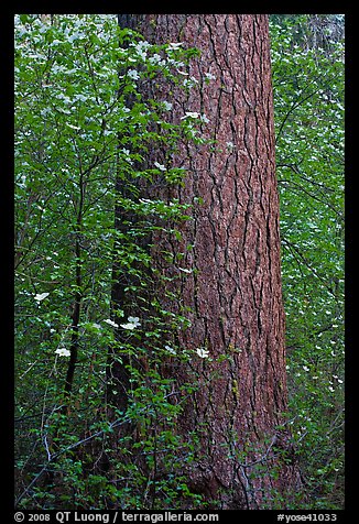 Flowering dogwoods and pine tree, Tuolumne Grove. Yosemite National Park, California, USA.